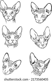 image of a cat, picture of Sphynx cat