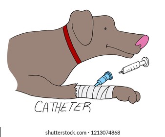 An image of a catheter placed on dogs paw Pet Care.