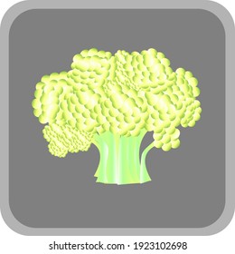 image of cauliflower on gray background