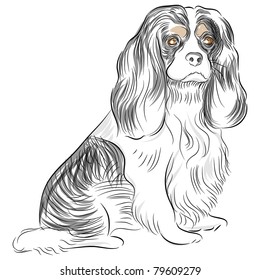 An image of a Cavalier King Charles Spaniel dog Drawing.