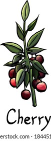 Image of cherry on white background, cartoon style, outline, garden, branch, berries, outline, isolated, leaves, vector cherry, bloom, summer, card, postcard, picture of cherry, image of berry, cute