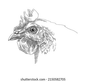 image of a chicken, head, sketch. vector illustration
