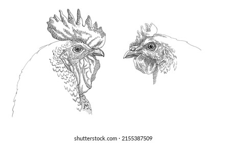 image of a chicken, sketch. vector illustration