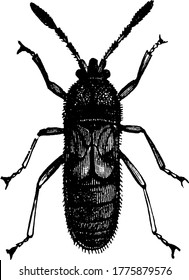 Image of the chinch-bug of blissus leucopterus species of short winged form., vintage line drawing or engraving illustration.