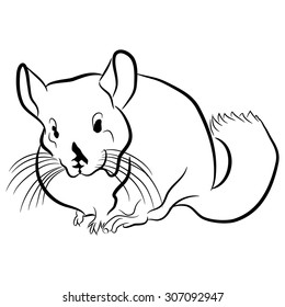 An image of a chinchilla.