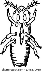 Image of Cock's-comb gall on elm, Colopha ulmicola- larva just hatched., vintage line drawing or engraving illustration.