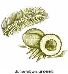 Image of coconut leaves