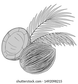 image of coconuts and palm leaves, isolate on a white background, tropical illustration in gray