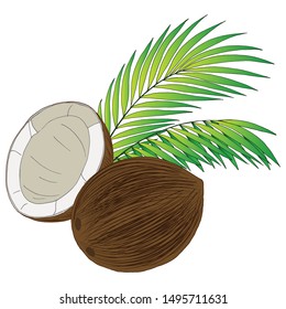 image of coconuts and palm leaves, isolate on a white background, tropical illustration