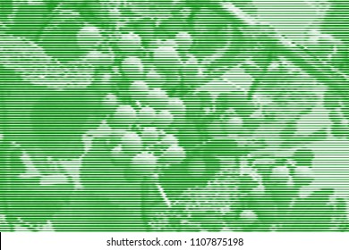 Image collage of ripening grapes on the vine from horizontal lines and paths of variable thickness color green on white background. Vector illustration.