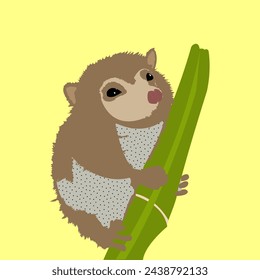 The image consists of a mountain monkey (Dromiciops gliroides). It is not a monkey, it is a marsupial, but it is known as "monito" in the area