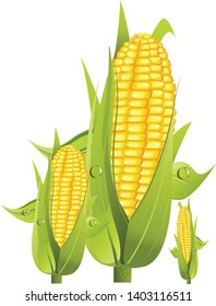 Image of corn with green leaves on a white background. Vector.