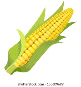 Image of corn with green leaves on a white background. Vector.