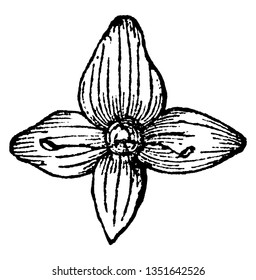 An image of a corolla with a very short tube and a spreading limb, vintage line drawing or engraving illustration.