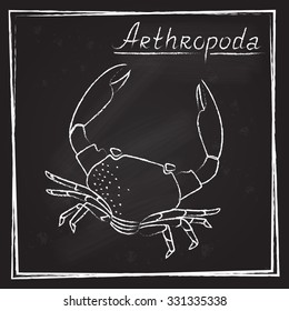 
The image of the crab in chalk on a blackboard (eps10)