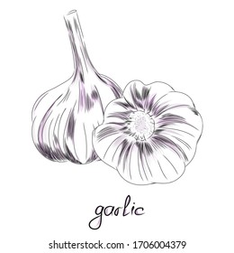 Image of a cultivated plant. Vector illustration. Garlic