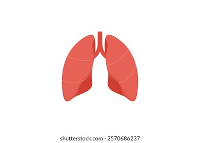 The image depicts a simplified anatomical illustration of human lungs highlighting their basic structure.