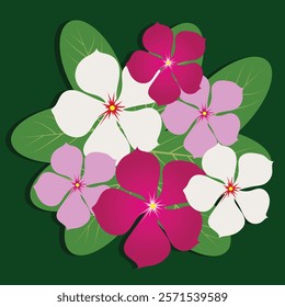 The image depicts a vibrant and colorful floral arrangement consisting of various of periwinkle flowers and leaves.The flowers are in shades of white,pink and magenta,isolated on dark green background