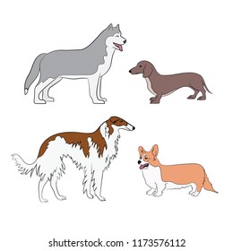Image of different breeds of dogs. Set of dogs. Vector illustration. Dachshund, Corgi, Husky, Russian Wolfhound