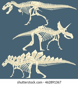 image of dinosaur's skeleton. Ancient dinosaur bones. vector illustration