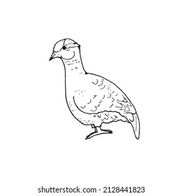 Image of a dove in black and white