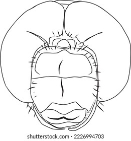 An image of a dragonfly's face that can be used to create logos, drawing books, coloring books and children's study books, this is a flat vector illustration