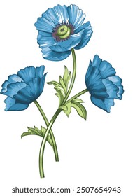 The image is a drawing of a group of blue flowers, resembling poppies, with detailed petals.