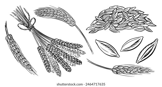 The image of the ears. Wheat, barley and grain malt. A handful of grains. For a poster about the beer or whiskey production process at the brewery. Hand-drawn vector illustration with engraving.