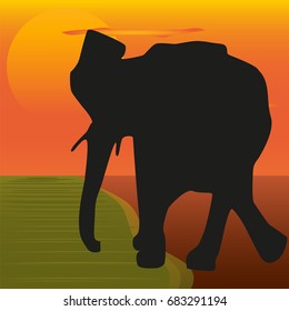 The image of an elephant on the background of the sunset by the river. Silhouette of the elephant.