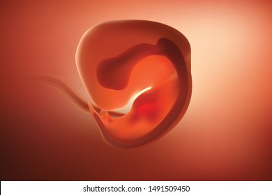 The image of the embryo or the egg in the mother's womb has a reddish tint.
