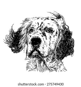 Image of English setter hand drawn vector