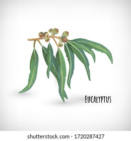Image of Eucalyptus plant.  Isolated gum tree nuts branch with leaves on vignette background. Lettering Eucalyptus. Medicinal herb element for web designs. Vector illustration.