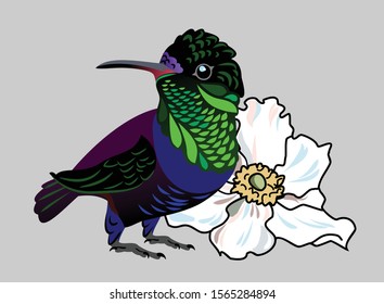 The image of an exotic bird Hummingbird