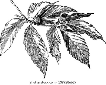 Image of Fagus Grandifolia branch with attractive glossy green leaves providing deep inviting shade, vintage line drawing or engraving illustration.