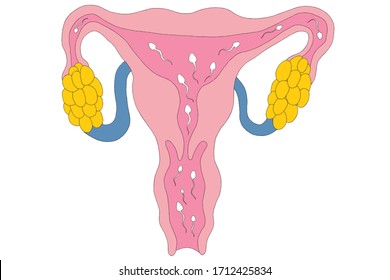 Imagen del sistema reproductivo interno y femenino