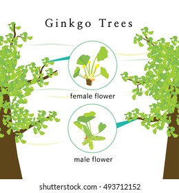 Image of female and male trees and their leaves