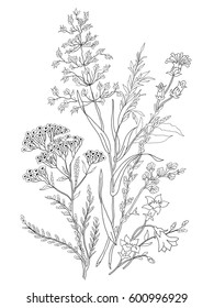 An image of the field flower executed in lines. Vector