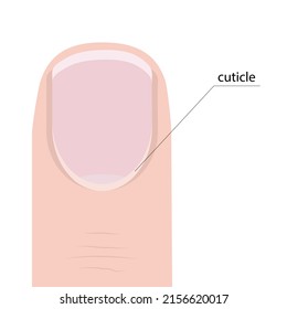 Image of a finger with a nail and cuticle with a pointer and the name of the cuticle