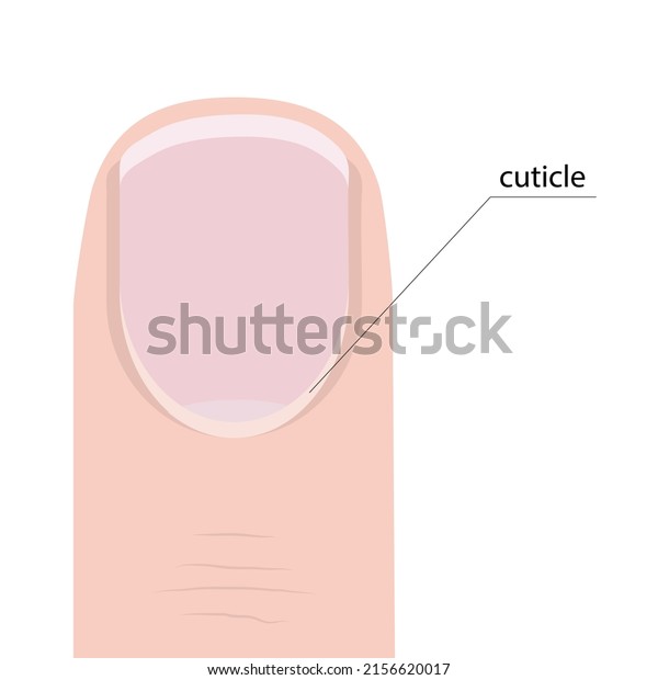 Image of a finger with a nail and cuticle\
with a pointer and the name of the\
cuticle