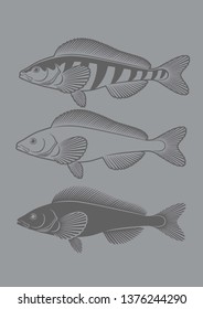 image fish greenling 