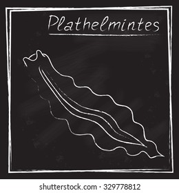 The image of the flatworm in chalk on a blackboard (eps10)