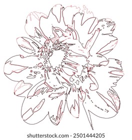 
Imagen de una flor con contornos negros sobre un fondo blanco, Vector