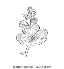 Image of a flower in outline style on a white background. The composition includes open blossoms, buds. For eco-friendly packaging, textile design, greeting cards, wallpapers