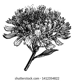 Ein Bild ist von einer Blumenpflanze namens Globularia Alypum. Die Köpfe dieser Blumen sind gelb und wachsen am Ende der Stiele. Stem ist schrumpfend und dieser Strauß ist 2 Fuß lang, Vintage-Linie Zeichnung
