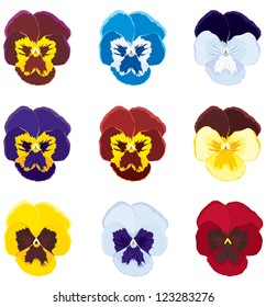 Image of the flower viola tricolor in different color variations
