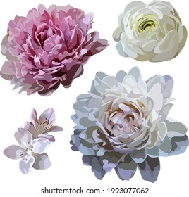 An image of flowers. Cherry flowers. Peony pink. White peony. Digital clipart. Vector