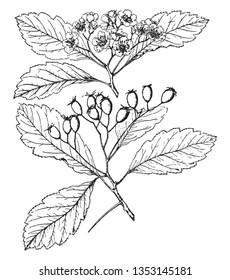An image of the flowers, fruit and leaves with stem of Crataegus Tomentosa, is native to South to Tennessee & Ontario to Minnesota. The fruits are usually looks as egg, yellowish red or dull yellow