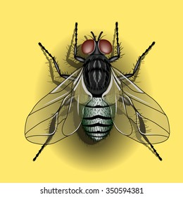 Image of fly isolated on yellow background.