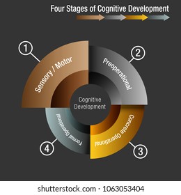 An Image Of A Four Stages Of Cognitive Development Chart.