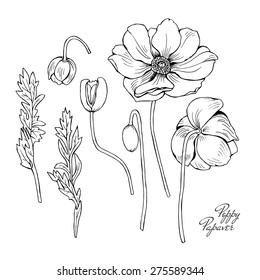 Image fragments poppy flowers. Vector black and white illustration.